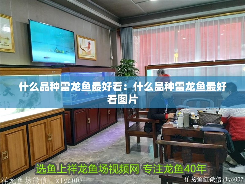什么品種雷龍魚最好看：什么品種雷龍魚最好看圖片