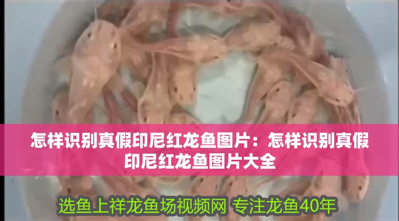 怎樣識別真假印尼紅龍魚圖片：怎樣識別真假印尼紅龍魚圖片大全