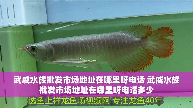 武威水族批發市場地址在哪里呀電話 武威水族批發市場地址在哪里呀電話多少