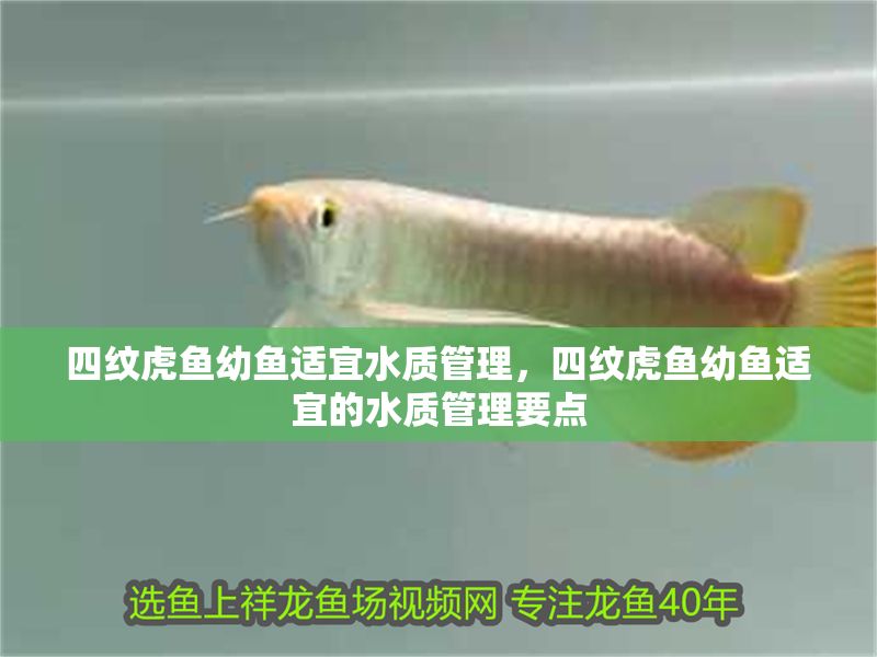 四紋虎魚幼魚適宜水質(zhì)管理，四紋虎魚幼魚適宜的水質(zhì)管理要點