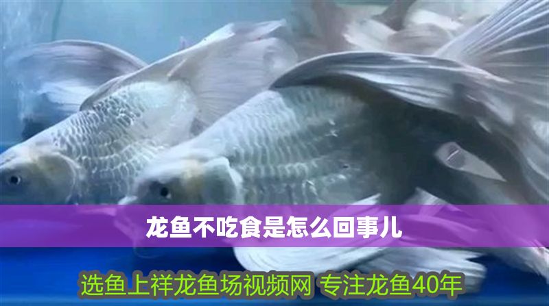 龍魚不吃食是怎么回事兒