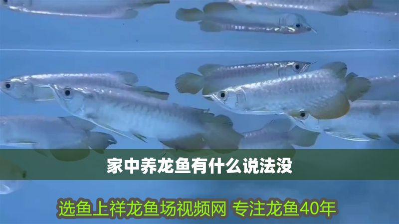 家中養(yǎng)龍魚有什么說法沒