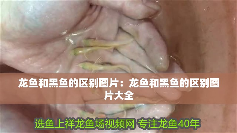 龍魚和黑魚的區別圖片:龍魚和黑魚的區別圖片大全 水族問答 龍魚和黑魚的區別圖片:龍魚和黑魚的區別圖片大全 龍魚和黑魚的區別圖片:龍魚和黑魚的區別圖片大全 水族問答