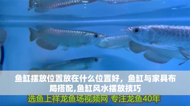 魚缸擺放位置放在什么位置好，魚缸與家具布局搭配,魚缸風水擺放技巧