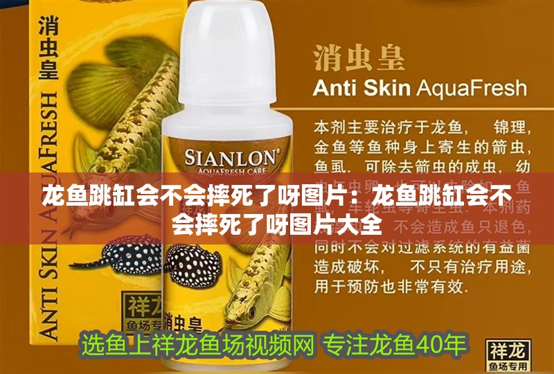 龍魚跳缸會不會摔死了呀圖片：龍魚跳缸會不會摔死了呀圖片大全