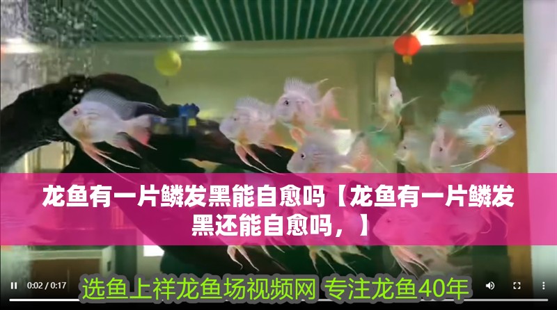 龍魚有一片鱗發黑能自愈嗎【龍魚有一片鱗發黑還能自愈嗎，】