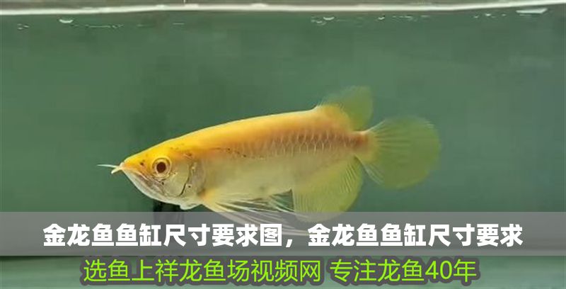金龍魚魚缸尺寸要求圖，金龍魚魚缸尺寸要求