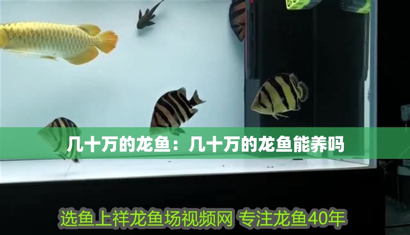 幾十萬的龍魚：幾十萬的龍魚能養嗎