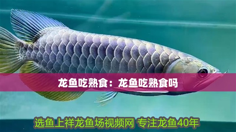 龍魚吃熟食：龍魚吃熟食嗎