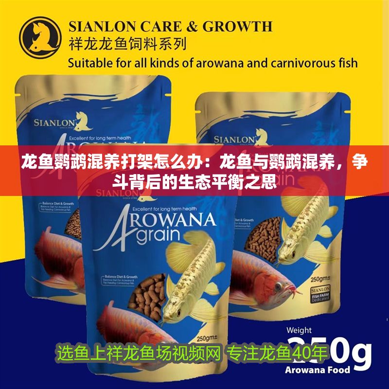 龍魚鸚鵡混養打架怎么辦：龍魚與鸚鵡混養，爭斗背后的生態平衡之思