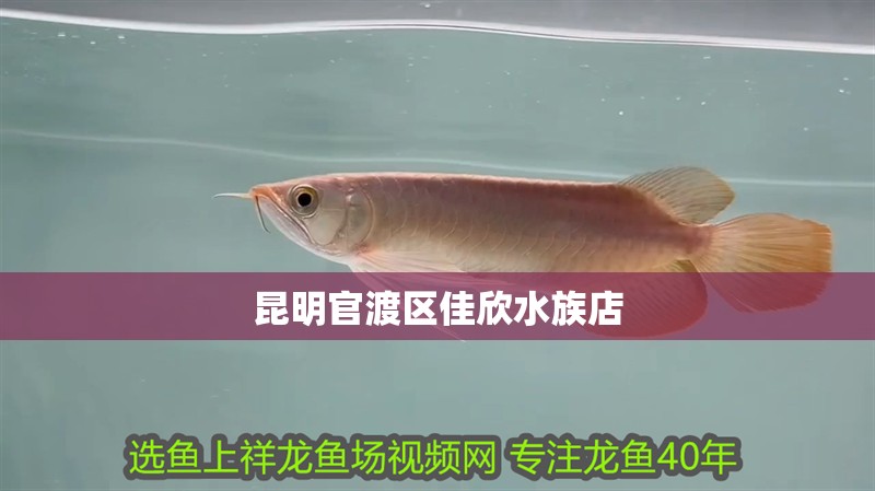 昆明官渡區(qū)佳欣水族店