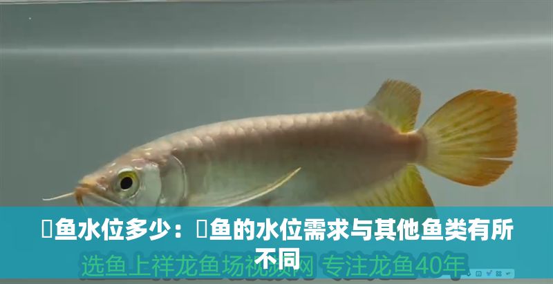 魟魚水位多少：魟魚的水位需求與其他魚類有所不同