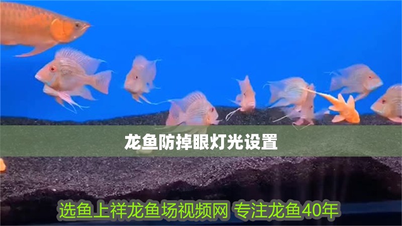 龍魚防掉眼燈光設置