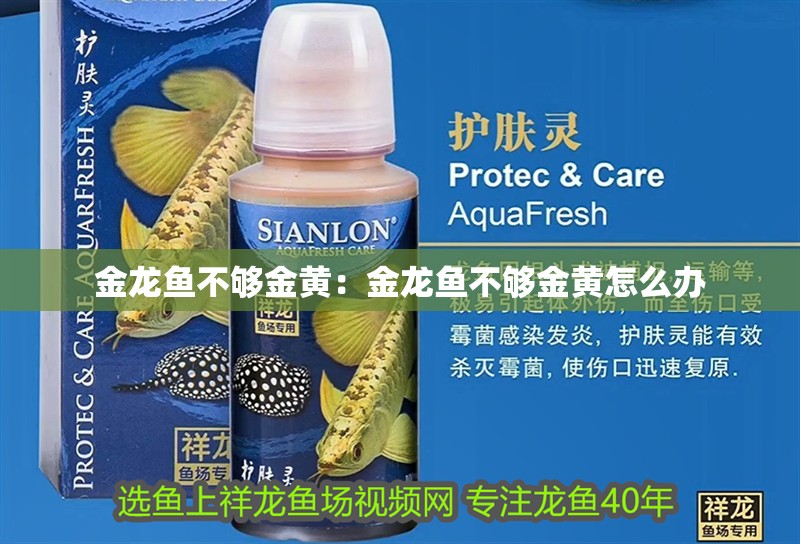 金龍魚不夠金黃：金龍魚不夠金黃怎么辦