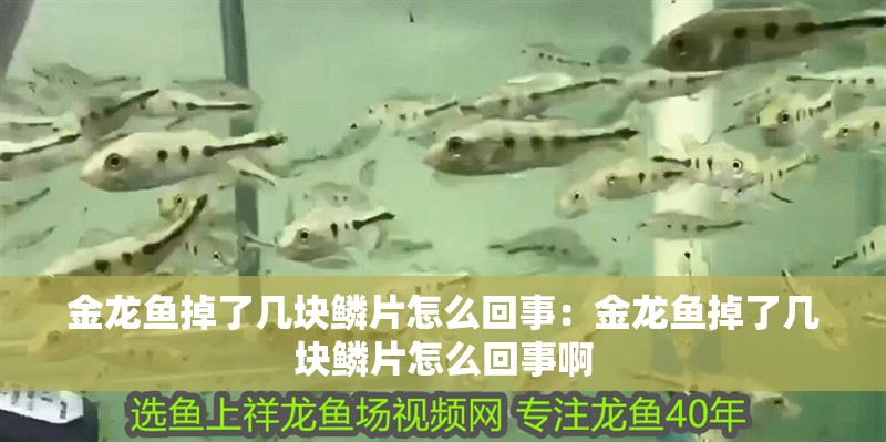 金龍魚掉了幾塊鱗片怎么回事：金龍魚掉了幾塊鱗片怎么回事啊 金龍魚掉了幾塊鱗片怎么回事：金龍魚掉了幾塊鱗片怎么回事啊 水族問答