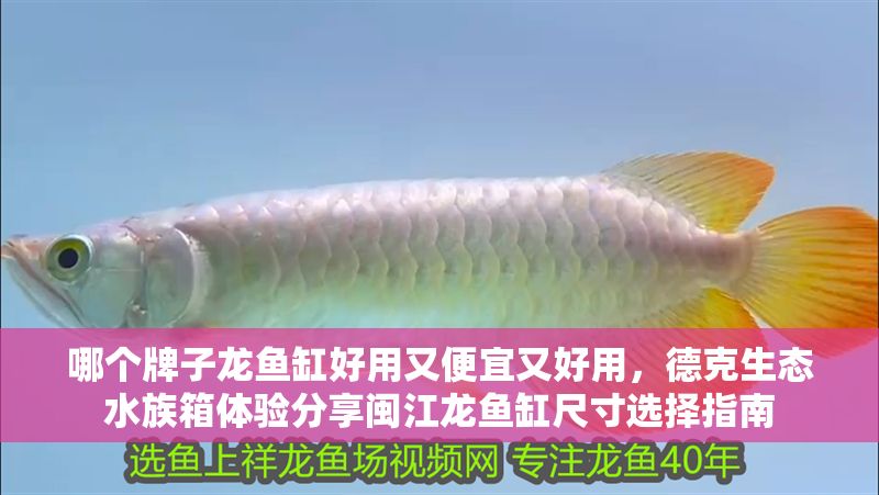 哪個牌子龍魚缸好用又便宜又好用，德克生態水族箱體驗分享閩江龍魚缸尺寸選擇指南