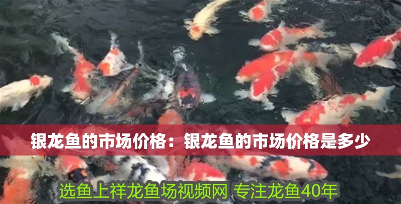 銀龍魚的市場價格：銀龍魚的市場價格是多少