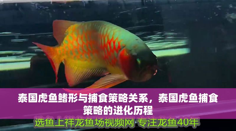 泰國虎魚鰭形與捕食策略關系,泰國虎魚捕食策略的進化歷程 虎魚百科 第1張 泰國虎魚鰭形與捕食策略關系,泰國虎魚捕食策略的進化歷程 泰國虎魚鰭形與捕食策略關系,泰國虎魚捕食策略的進化歷程 虎魚百科 第1張