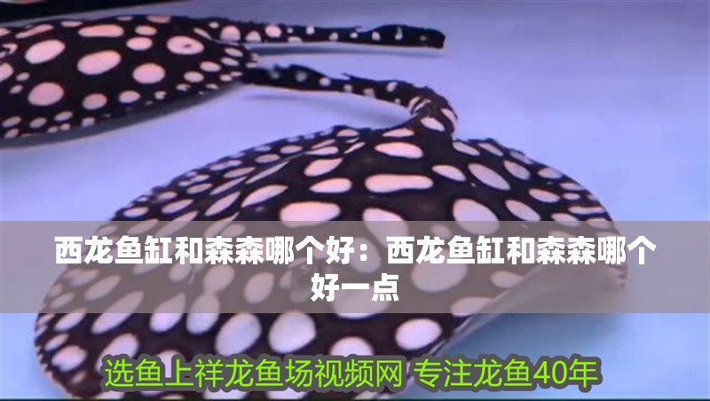西龍魚缸和森森哪個好：西龍魚缸和森森哪個好一點