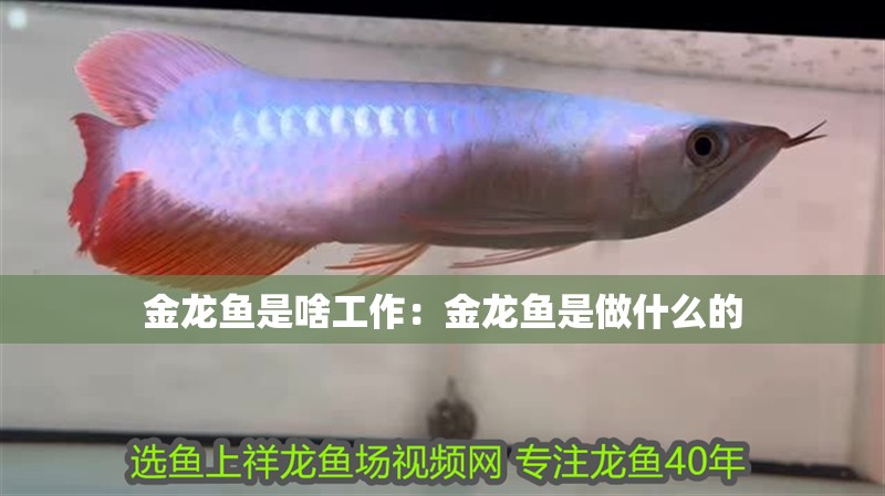 古典藍底過背金龍魚幼魚圖片(藍底過背16公分金龍魚飼養(yǎng)技巧)