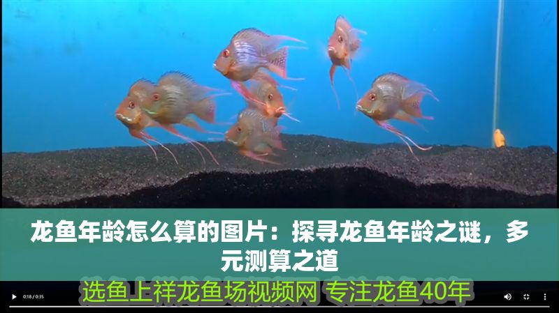 龍魚年齡怎么算的圖片：探尋龍魚年齡之謎，多元測算之道