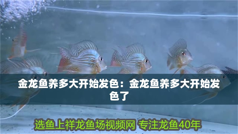 金龍魚(yú)養(yǎng)多大開(kāi)始發(fā)色：金龍魚(yú)養(yǎng)多大開(kāi)始發(fā)色了