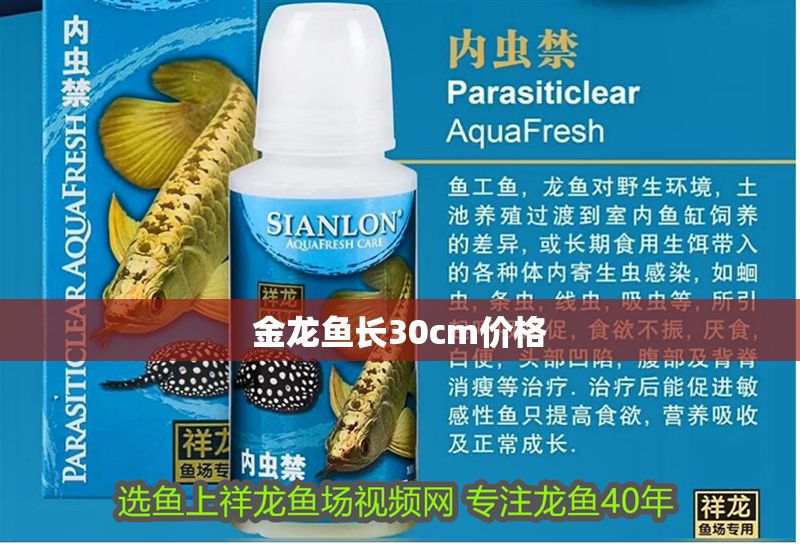 金龍魚長30cm價格