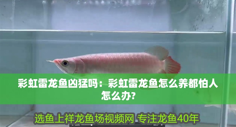 彩虹雷龍魚兇猛嗎：彩虹雷龍魚怎么養(yǎng)都怕人怎么辦?