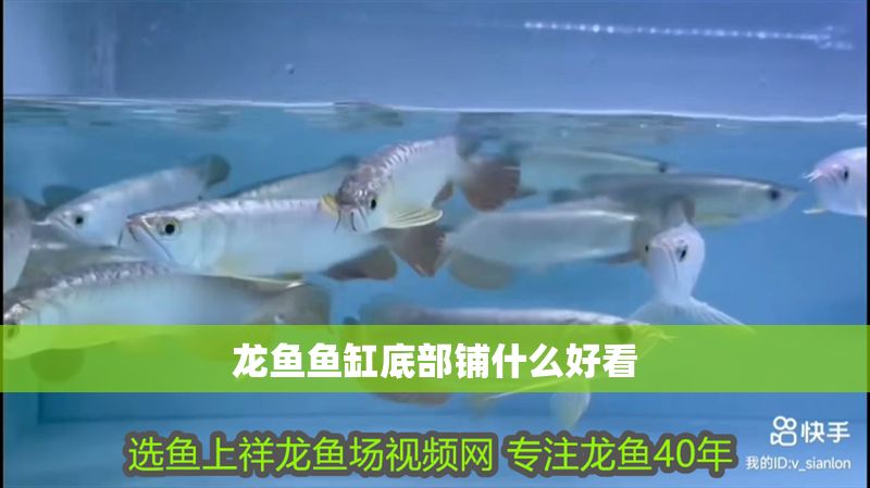 龍魚魚缸底部鋪什么好看