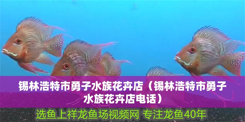 錫林浩特市勇子水族花卉店(錫林浩特市勇子水族花卉店電話) 全國水族館企業名錄 第1張 錫林浩特市勇子水族花卉店(錫林浩特市勇子水族花卉店電話) 錫林浩特市勇子水族花卉店(錫林浩特市勇子水族花卉店電話) 全國水族館企業名錄 第1張