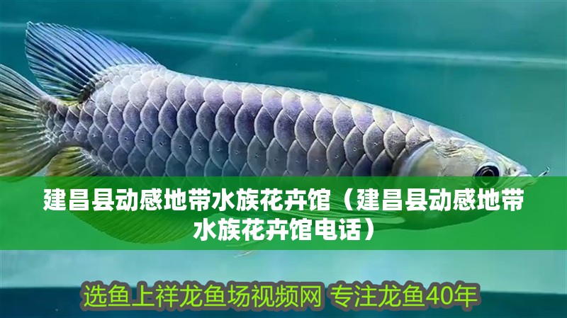 建昌縣動感地帶水族花卉館（建昌縣動感地帶水族花卉館電話）