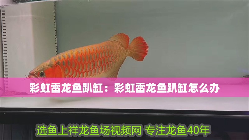 彩虹雷龍魚趴缸：彩虹雷龍魚趴缸怎么辦