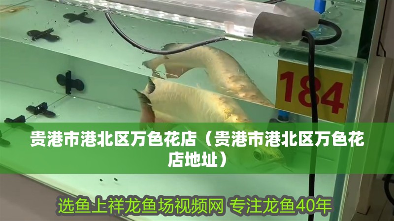 貴港市港北區萬色花店（貴港市港北區萬色花店地址）