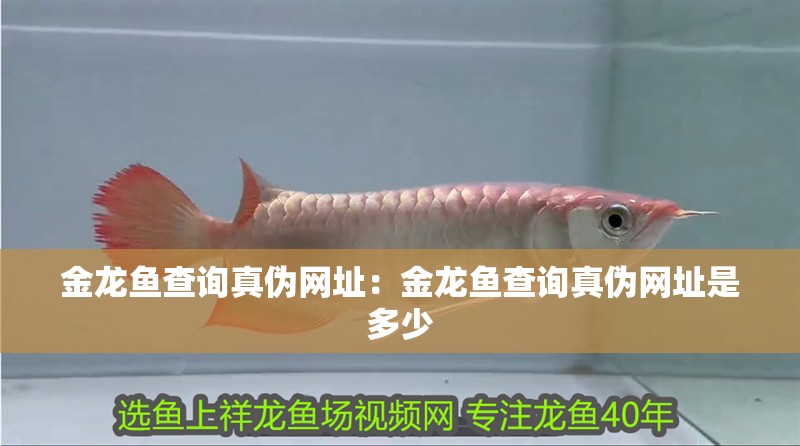 金龍魚查詢真?zhèn)尉W(wǎng)址：金龍魚查詢真?zhèn)尉W(wǎng)址是多少 金龍魚查詢真?zhèn)尉W(wǎng)址：金龍魚查詢真?zhèn)尉W(wǎng)址是多少 水族問答