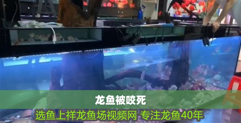 龍魚被咬死