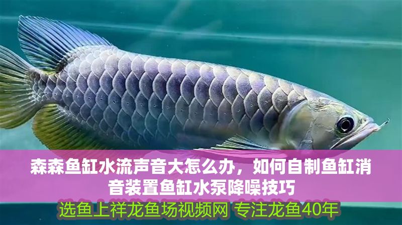 森森魚缸水流聲音大怎么辦，如何自制魚缸消音裝置魚缸水泵降噪技巧