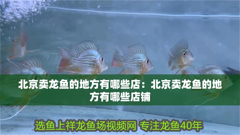 <strong><mark>北京</mark></strong>賣(mài)龍魚(yú)的地方有哪些店：<strong><mark>北京</mark></strong>賣(mài)龍魚(yú)的地方有哪些店鋪