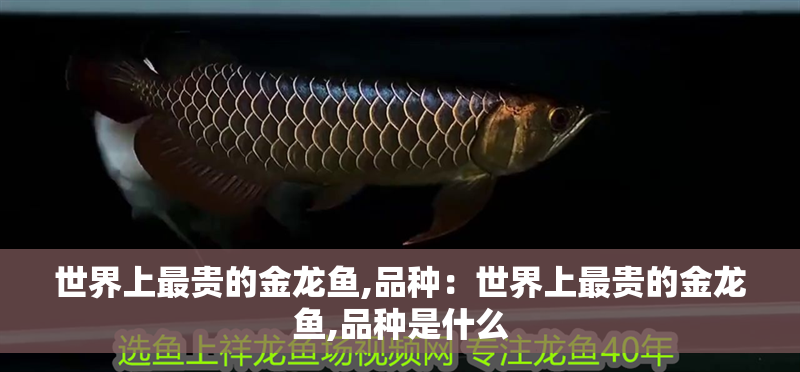 世界上最貴的金龍魚,品種：世界上最貴的金龍魚,品種是什么