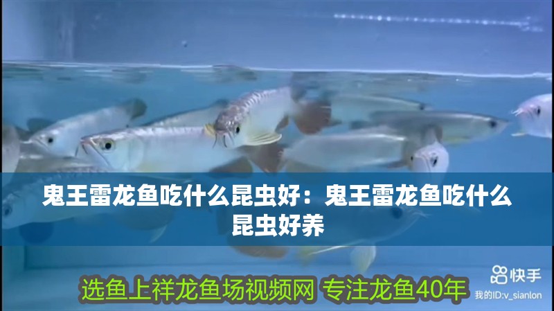鬼王雷龍魚吃什么昆蟲好：鬼王雷龍魚吃什么昆蟲好養(yǎng)