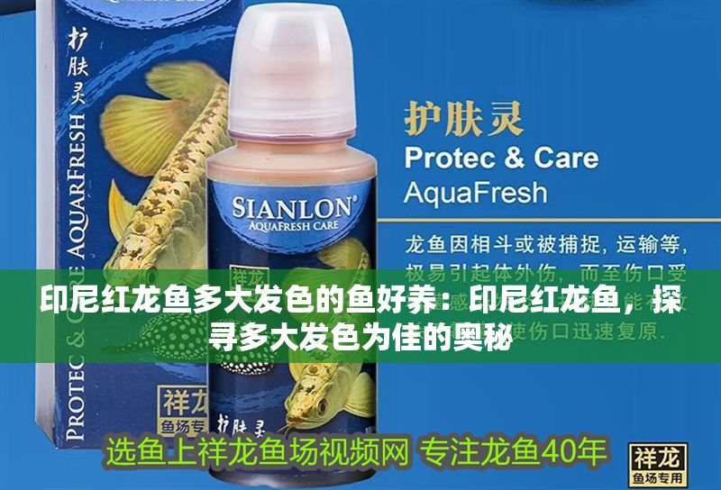 印尼紅龍魚多大發(fā)色的魚好養(yǎng)：印尼紅龍魚，探尋多大發(fā)色為佳的奧秘