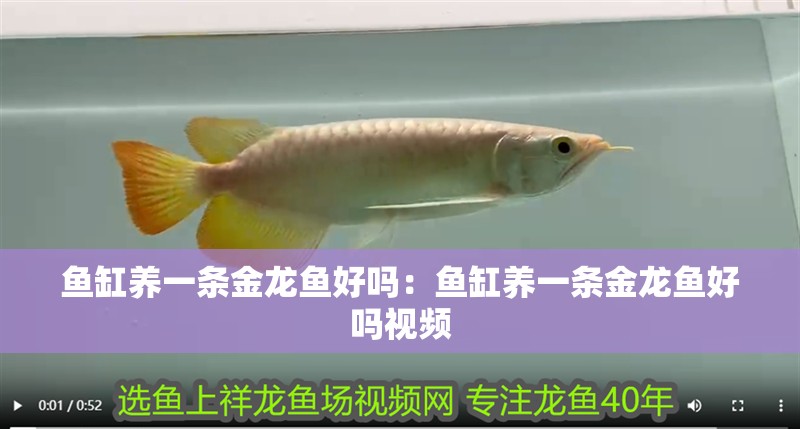 魚缸養(yǎng)一條金龍魚好嗎:魚缸養(yǎng)一條金龍魚好嗎視頻 水族問答 魚缸養(yǎng)一條金龍魚好嗎:魚缸養(yǎng)一條金龍魚好嗎視頻 魚缸養(yǎng)一條金龍魚好嗎:魚缸養(yǎng)一條金龍魚好嗎視頻 水族問答