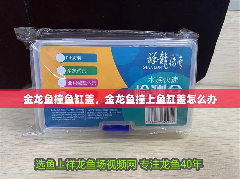 金龍魚撞魚缸蓋，金龍魚撞上魚缸蓋怎么辦
