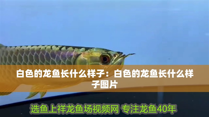 白色的龍魚長(zhǎng)什么樣子：白色的龍魚長(zhǎng)什么樣子圖片