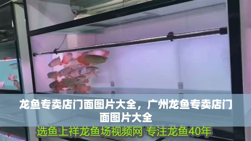 龍魚專賣店門面圖片大全，廣州龍魚專賣店門面圖片大全