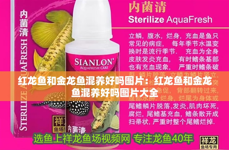 紅龍魚和金龍魚混養好嗎圖片：紅龍魚和金龍魚混養好嗎圖片大全
