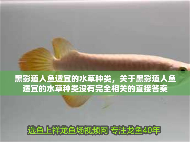 黑影道人魚適宜的水草種類，關于黑影道人魚適宜的水草種類沒有完全相關的直接答案