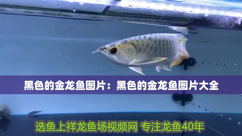 黑色的金龍魚圖片：黑色的金龍魚圖片大全