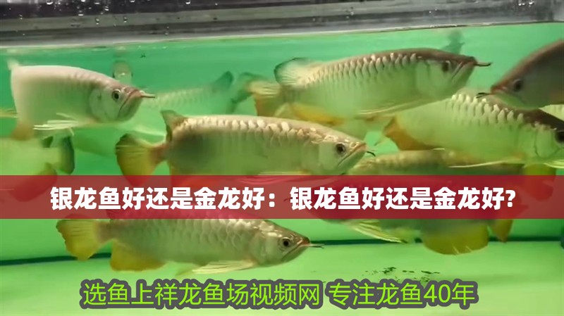 銀龍魚好還是金龍好：銀龍魚好還是金龍好?