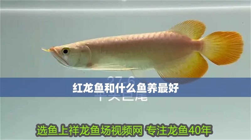 紅龍魚和什么魚養(yǎng)最好