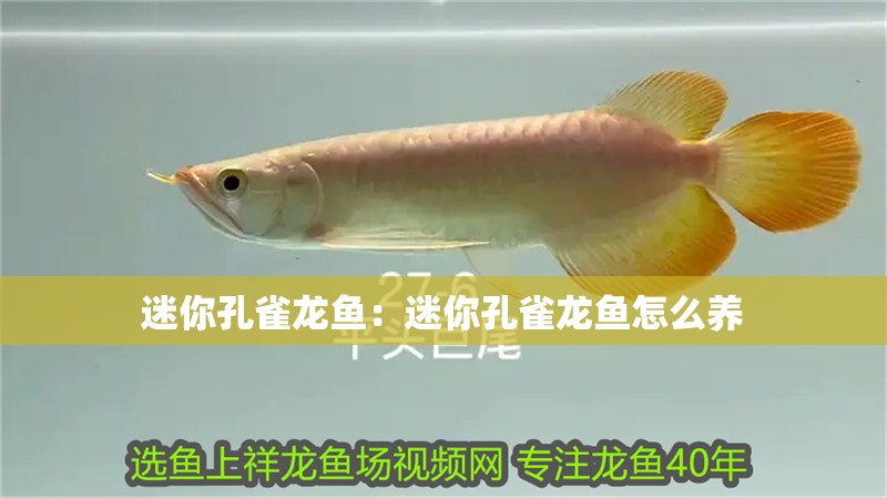 迷你孔雀龍魚：迷你孔雀龍魚怎么養(yǎng)